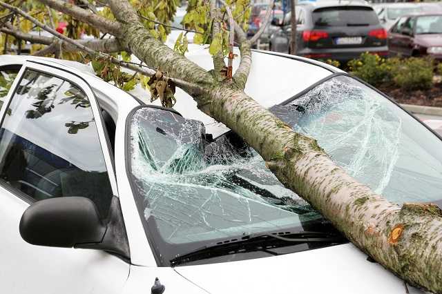 Umgekippter Baum auf einem Auto